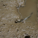 Bluespotted Mudhopper