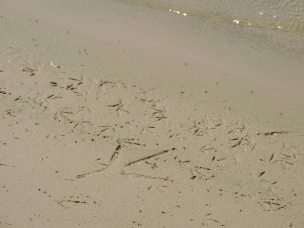 Great Blue Heron Track | Project Noah