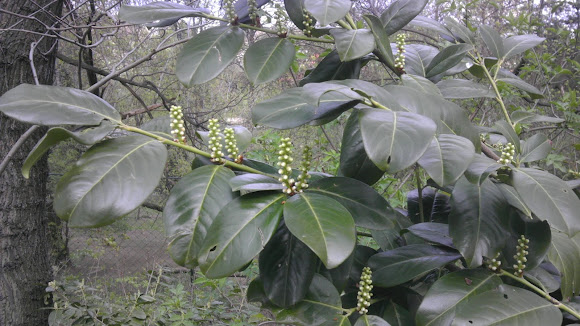 Spotting Image 1
