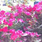 Not sure.  Begonias?