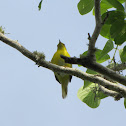 Yellow Warbler