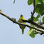 Yellow Warbler