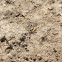 Orange-clawed Fiddler Crab