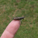 White Spotted Sawyer Beetle