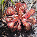 Spoon-leaved Sundew