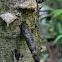 bagworm, casemoth
