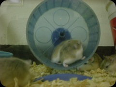 Roborovsky Hamster Gallery (1)