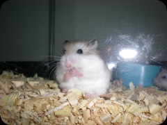 Roborovsky Hamster Gallery (4)