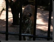 harimau sumatra00
