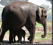 gajah