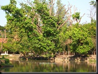 hijau kbs 5