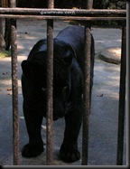 panther panther