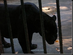 panther panther
