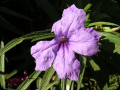 Flora (5)