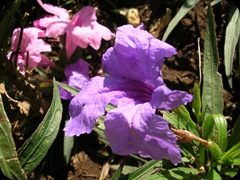 Flora (4)