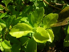 Flora (3)
