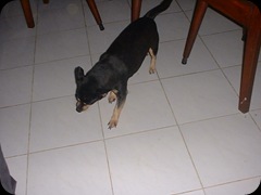 Anjing Rumahe Nyama 01