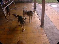 My Dogs (Black & White)