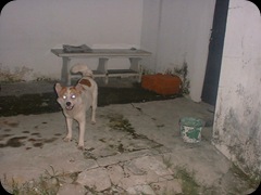 My Dogs Di Depan
