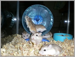 Hamster Roborovsky Picture (1)