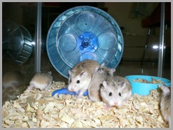 Hamster Roborovsky Picture (14)