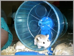 Hamster Roborovsky Picture (13)
