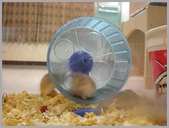 Hamster Roborovsky Picture (2)