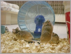 Hamster Roborovsky Picture (9)