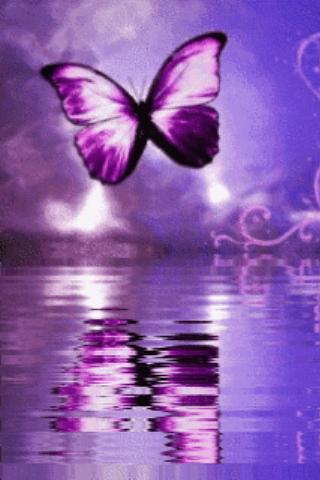 Purple Butterfly Reflected In