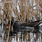 Eurasian Common Moorhen