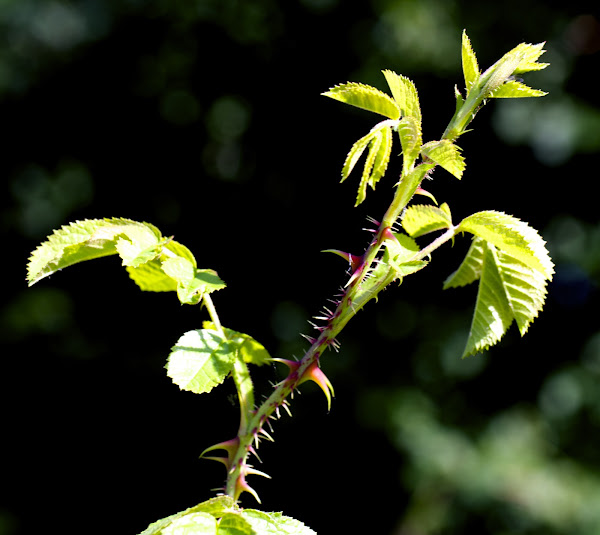 Prickly Wild Rose Project Noah
