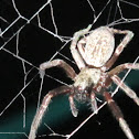 Australian Grey House Spider