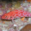 Coral hawkfish (Pixy hawkfish)