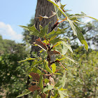 Agarita