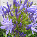 Agapanthus (purple)