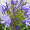 Agapanthus (purple)