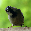 Male House Sparrow
