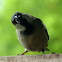 Male House Sparrow