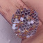 Wasp nest