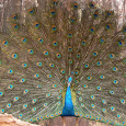 Birds Of Sri Lanka