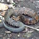 Cottonmouth