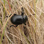 Bloody Nosed Beetle