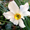 Narcissus