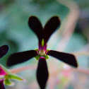 Pelargonium sidoides