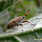 Coreid bug nymph