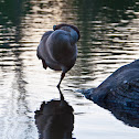 Chinese Goose
