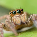 Female Plexippus Paykulli