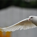 Rock Dove (of the white variation)