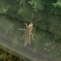 Grasshopper