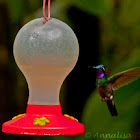 Purple-throated Mountaingem